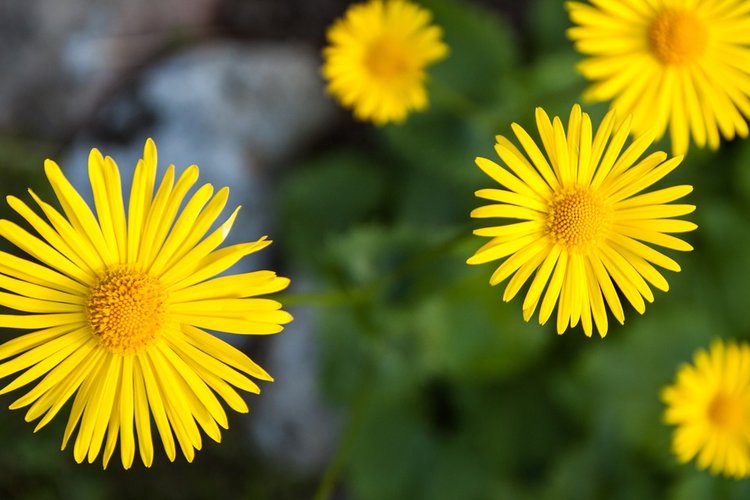 Kesäseurat Väinölän kirkolla Kesäseurat Väinölän kirkolla